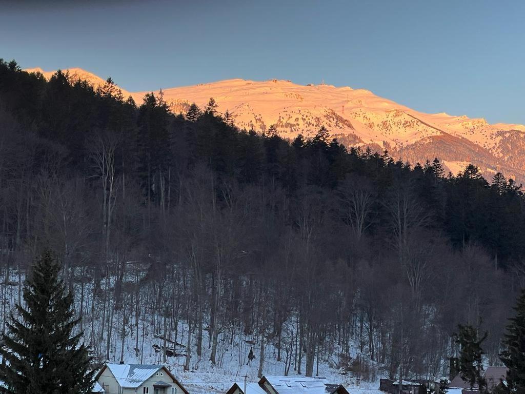 Coca Apart Mountain View Sinaia Exteriör bild