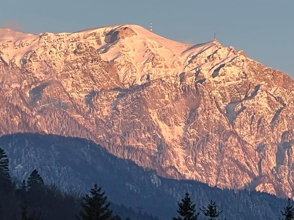 Coca Apart Mountain View Sinaia Exteriör bild